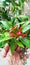 Syzygium australe, with manyÂ common namesÂ that includeÂ brush cherry,scrub cherry,Â creek lilly-pilly,creek satinash, etc